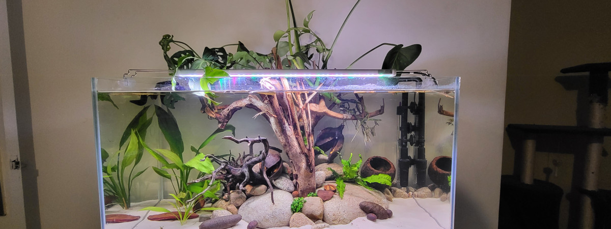 aquarium Biotope amazonien