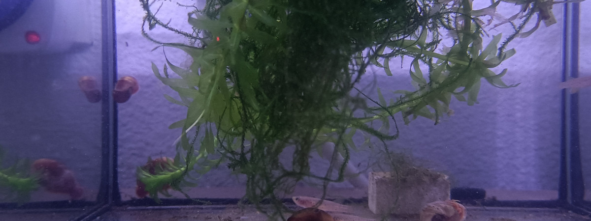 aquarium 213 01 Male Fundulopanchax scheeli