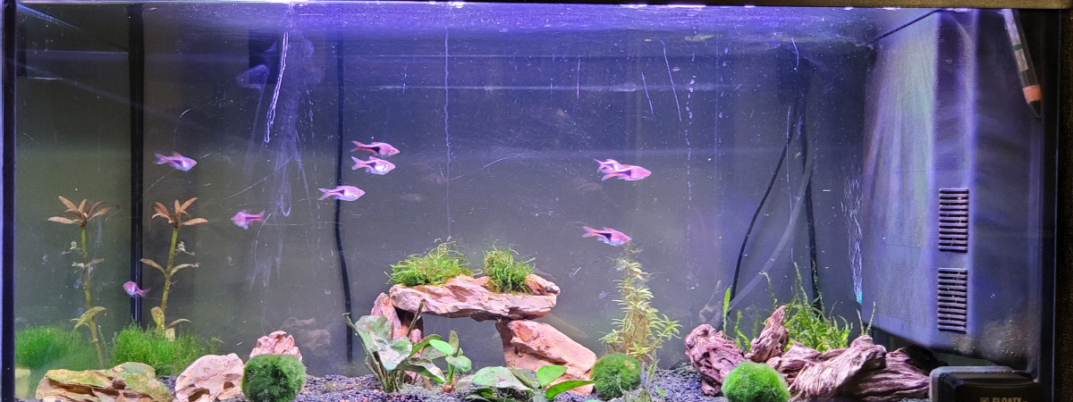 aquarium 90l