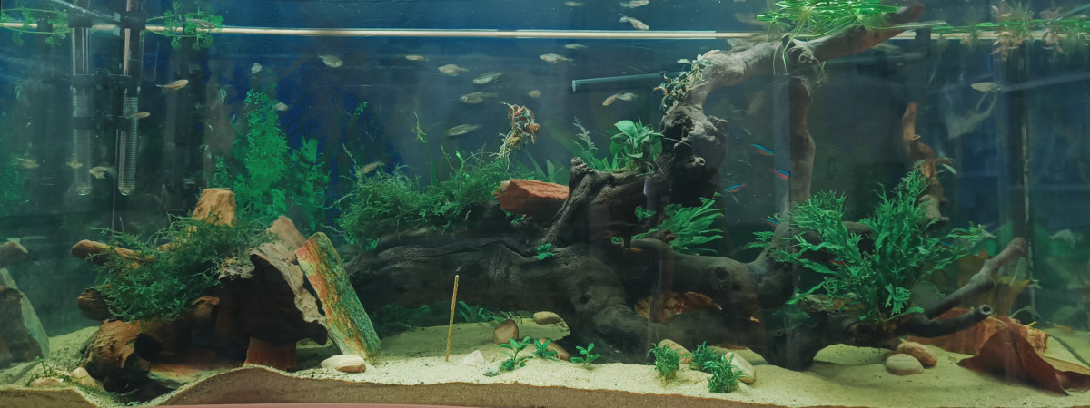aquarium Aquarium Cap Horn 218L