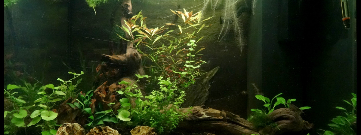 aquarium Sanctuaire