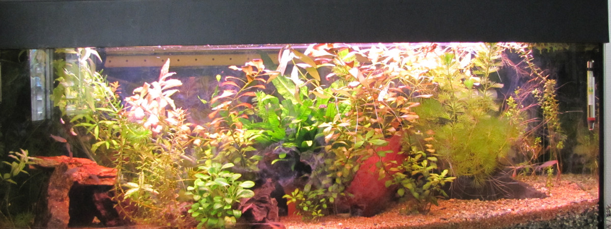 aquarium Amazonien