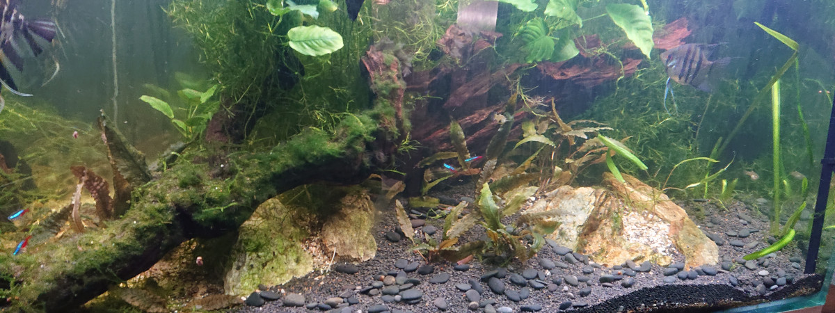 aquarium Sca