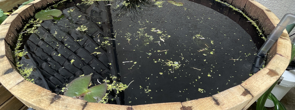 aquarium Poubellarium