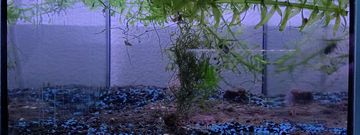 aquarium 312 Rejets Aphyosemion jeanhuberi Malinga GBG 93-20