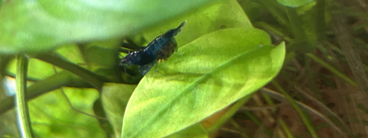aquarium Blue velvet