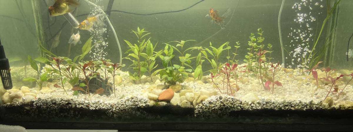 aquarium voile de chine et Ouganda