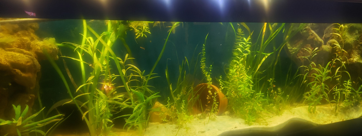 aquarium 560 litres