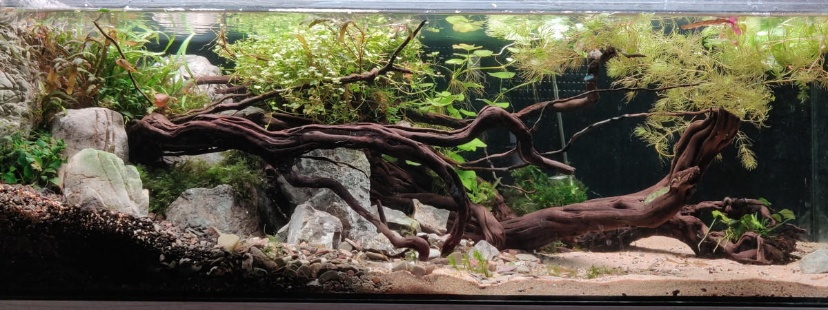 aquarium Special Tetraodons Nain