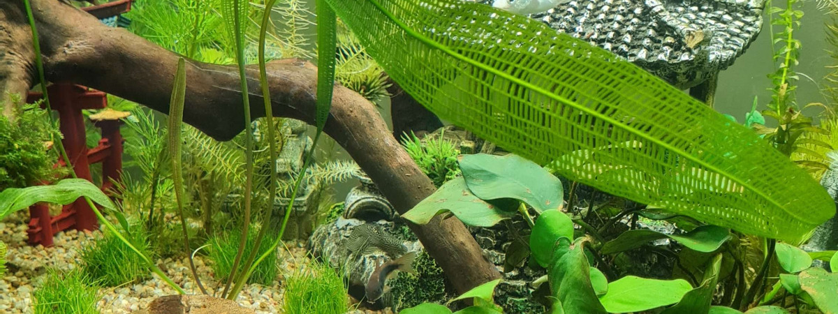 aquarium 1er Aquarium