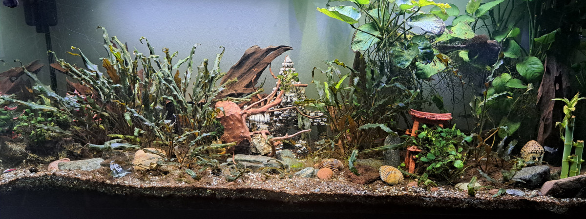 aquarium Amazonien
