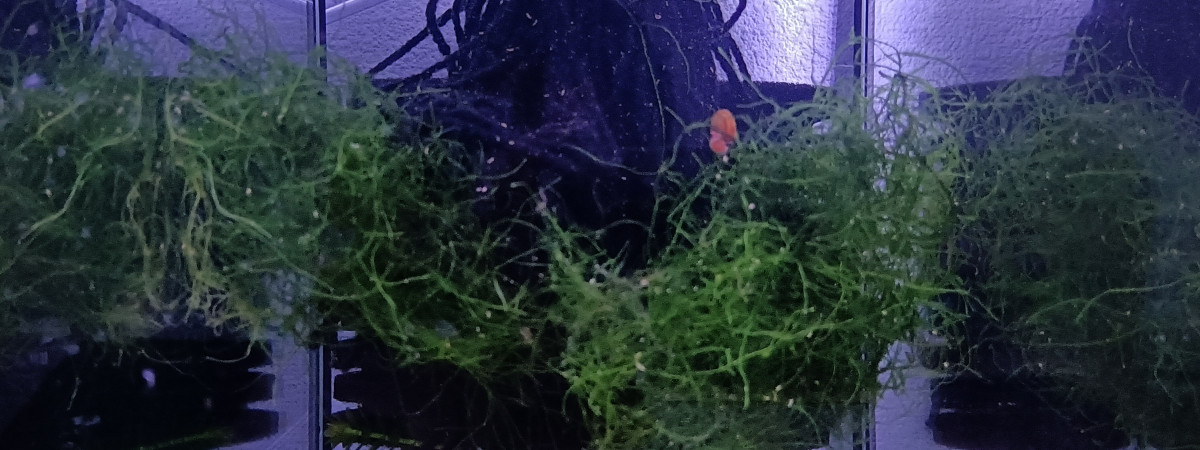 aquarium 344 01 Couple Aphyosemion striatum  Ncolamvan GEMHS 00-33