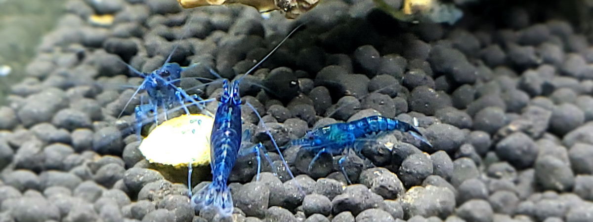 aquarium Mes Blue velvet