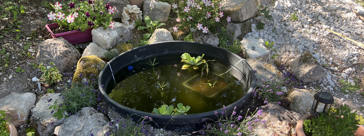 aquarium Bassin