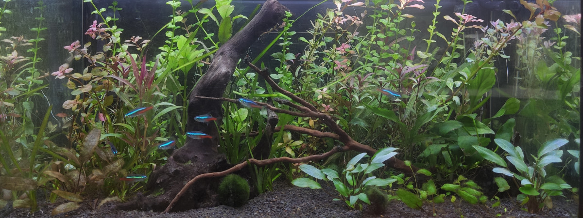 aquarium 54L