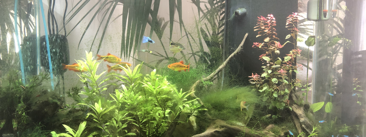 aquarium DO2 douce