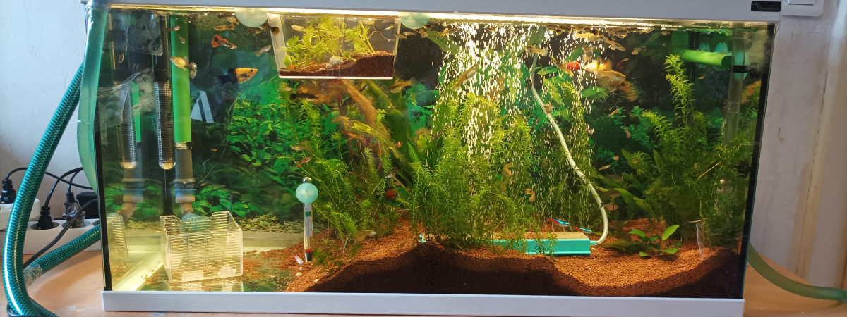 aquarium aquatlantis