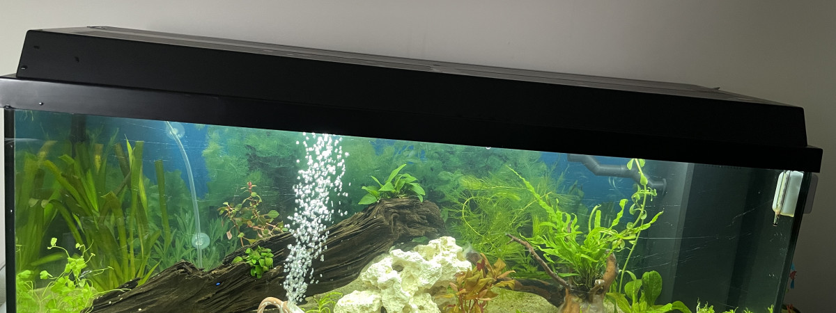 aquarium Juwel