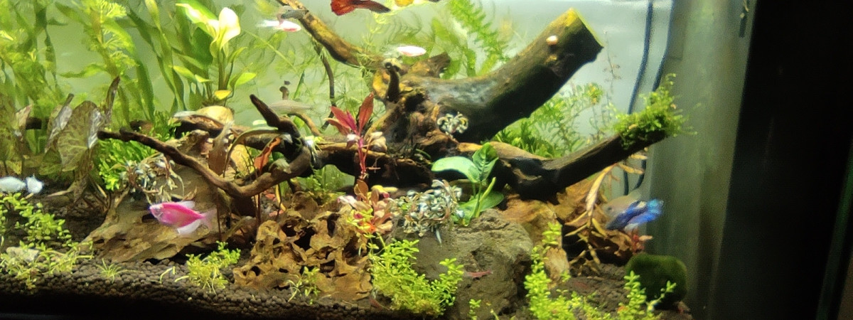 aquarium Aqua