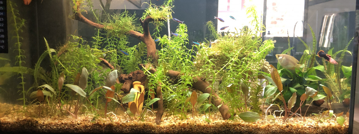 aquarium Eulalie