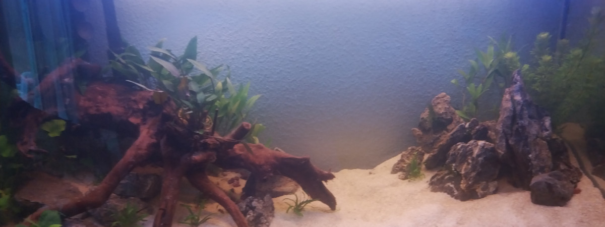 aquarium Amazonien