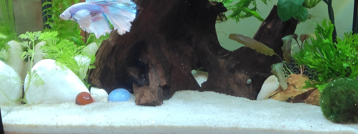 aquarium Aqua de Mune
