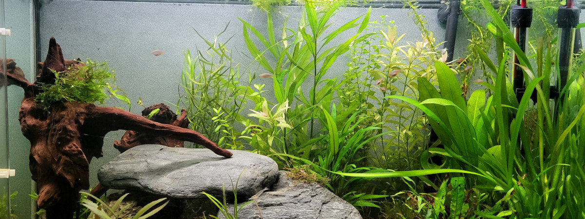 aquarium Mon aquarium