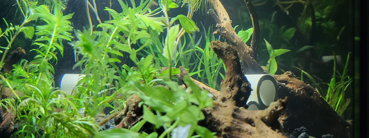aquarium LowTech