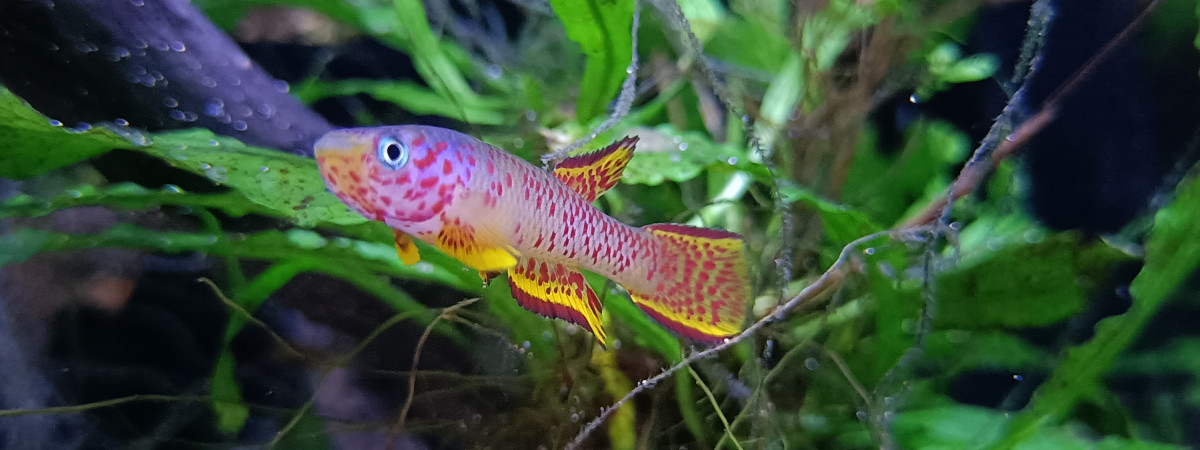 aquarium 331 Libres
