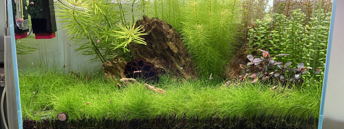 aquarium Caridina tank