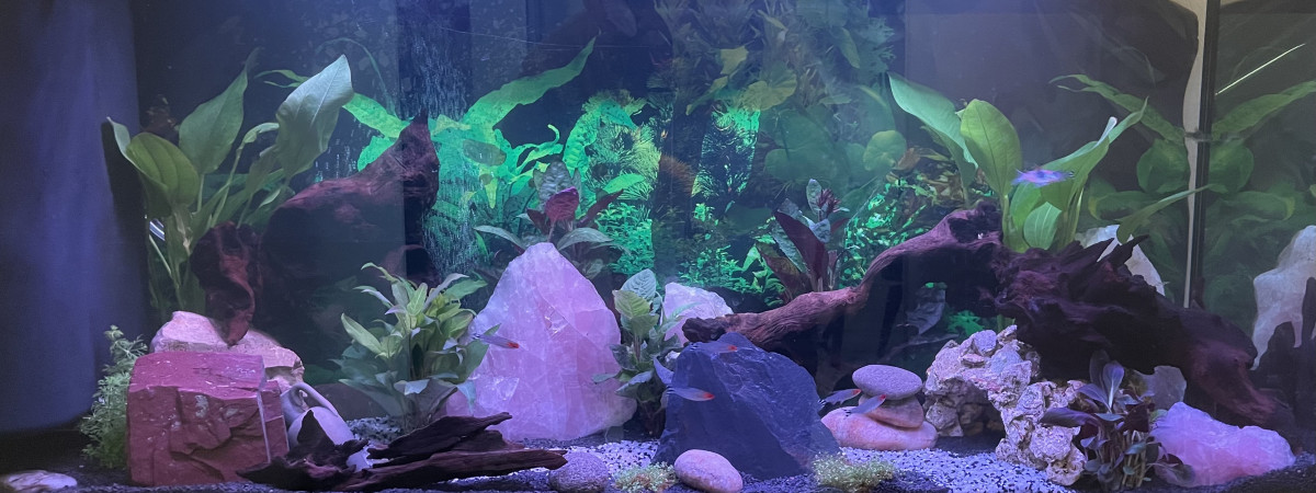 aquarium Mon aquarium