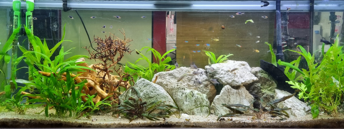 aquarium Alpha 240L