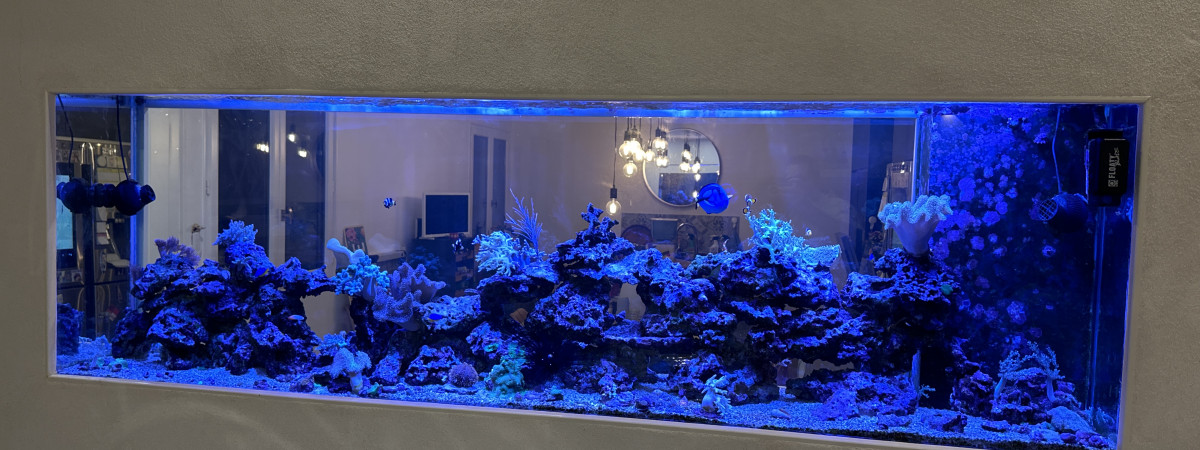 aquarium Aquarium Maison