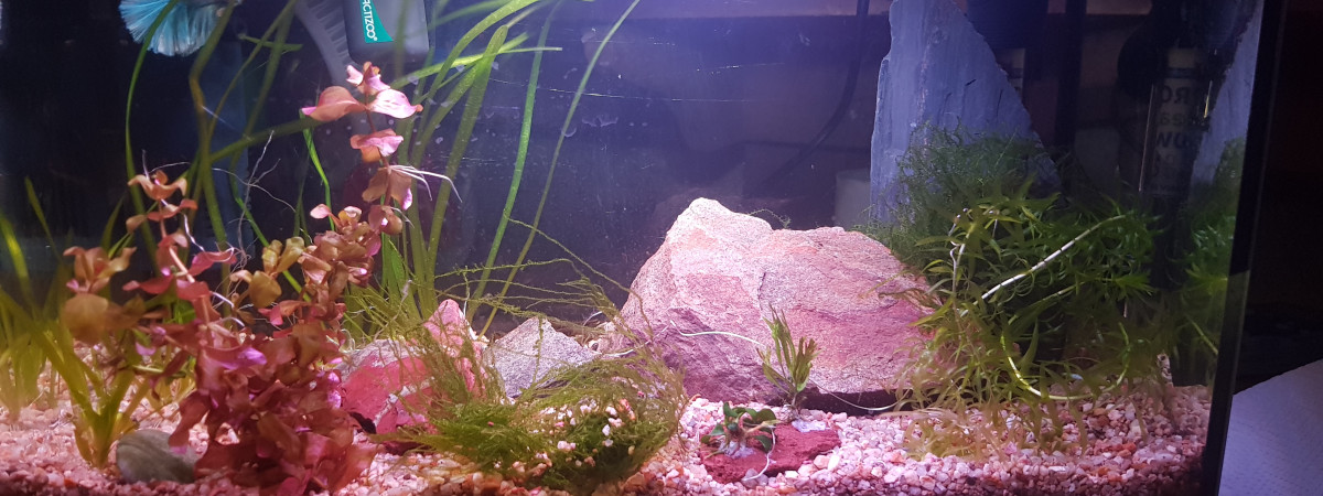 aquarium Combattant