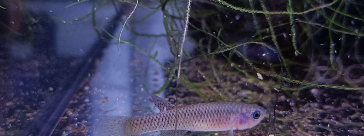 aquarium 341 Réservé pour Fundulopanchax gardneri  Nsukka