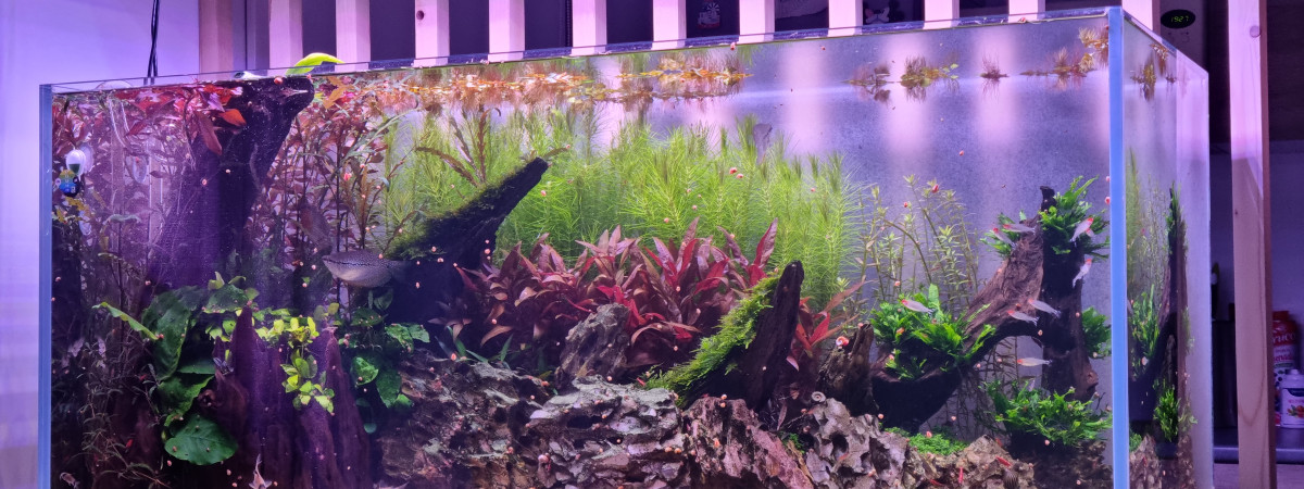 aquarium Utopia