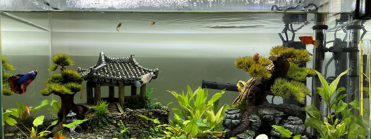 aquarium Nautilus