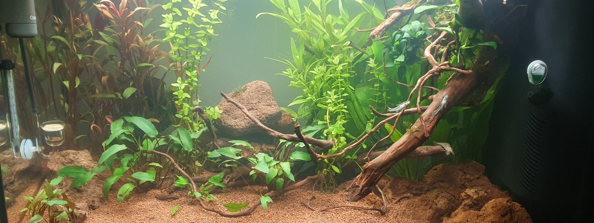 aquarium Presque Amazonien