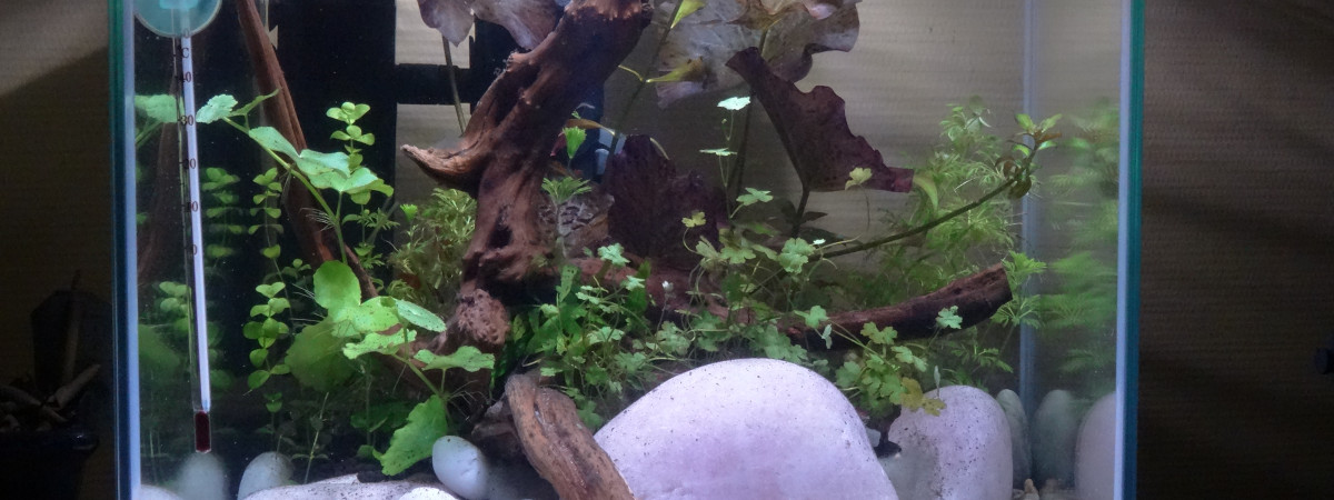 aquarium Kubus 22l