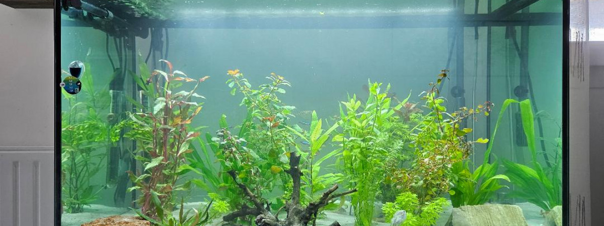 aquarium amazonien