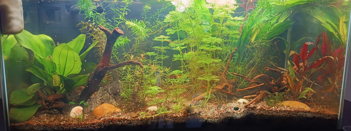 aquarium Aquarium communautaire
