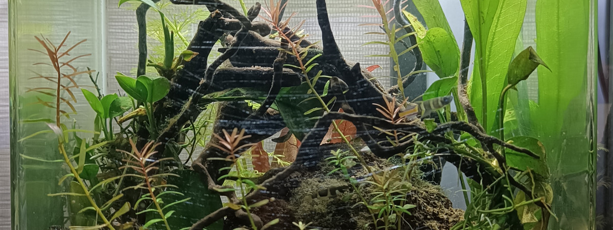 aquarium Aquarium killi