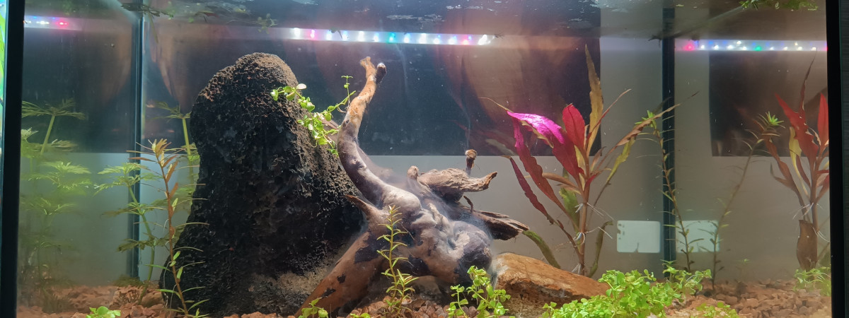 aquarium Aquarium crevettes