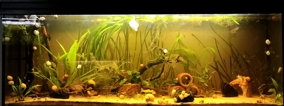 aquarium El monstro