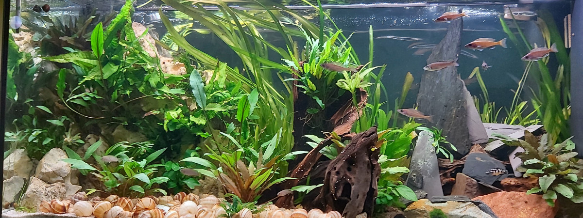 aquarium Cichlidés tanganyika planté