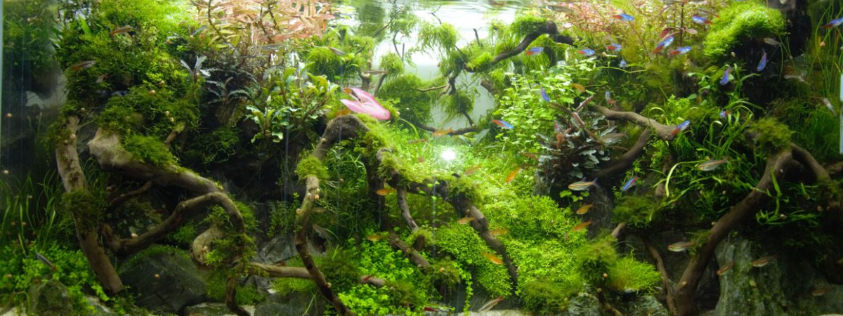 aquarium Vendu