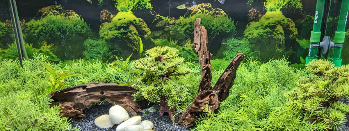 aquarium 60 L