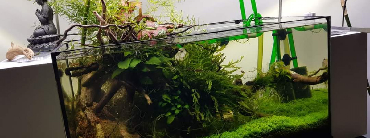 aquarium 60l Emergé