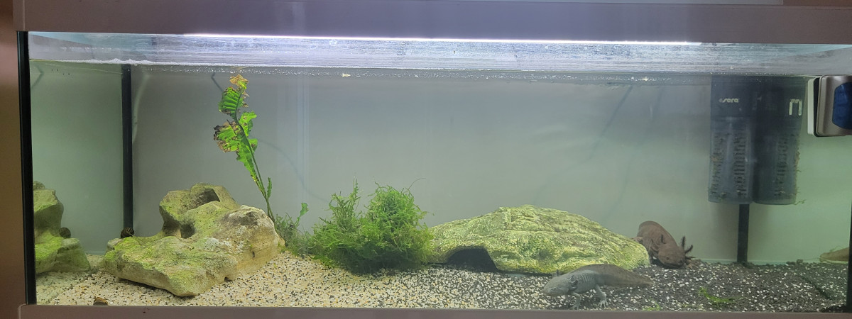 aquarium Bac axolotls