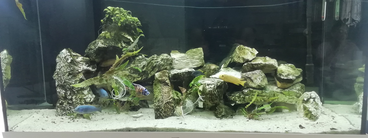 aquarium Juwel 350l Malawi
